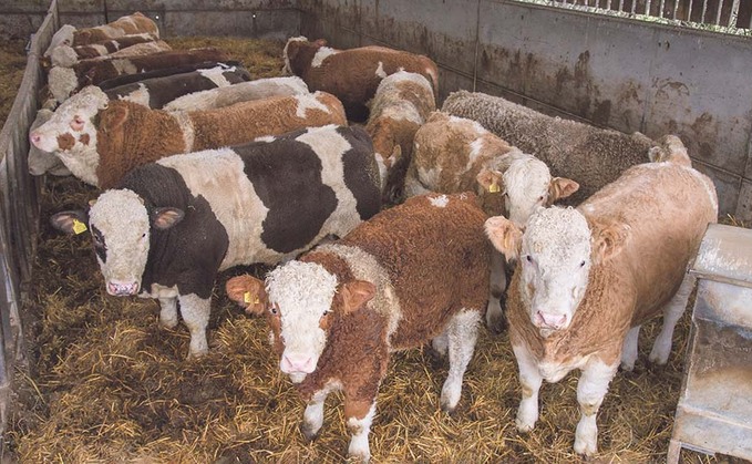 Cattle finishers exposed to cost hikes