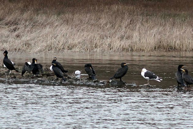 Russia-Ukraine conflict to blame for fewer migratory birds in Haridwar this winter: Expert