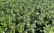The GRDC has announced a collaborative program worth almost $10 million to help progress faba bean development in Australia.