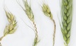 Frost damaged wheat. Image: GRDC