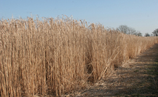 Miscanthus could offer cropping solution for flood-prone land