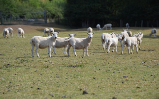 Rethinking grass for a dry climate