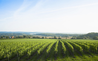 Cheers! UK wine production soars 55%