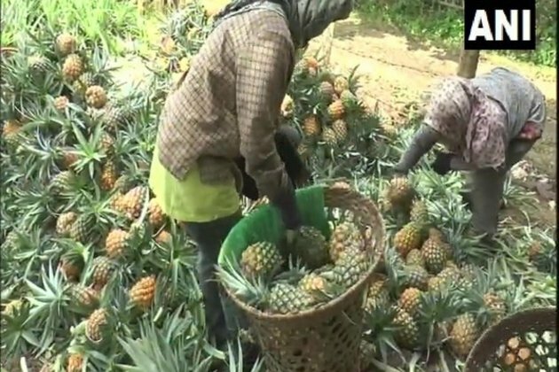 COVID-19: Nagaland pineapple farmers face tough times