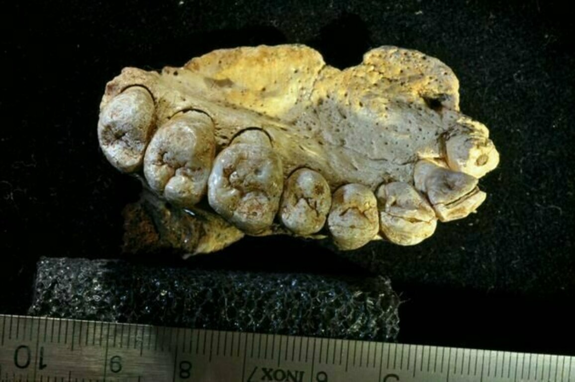 Scientists could be accidentally damaging fossils with a method we thought was safe