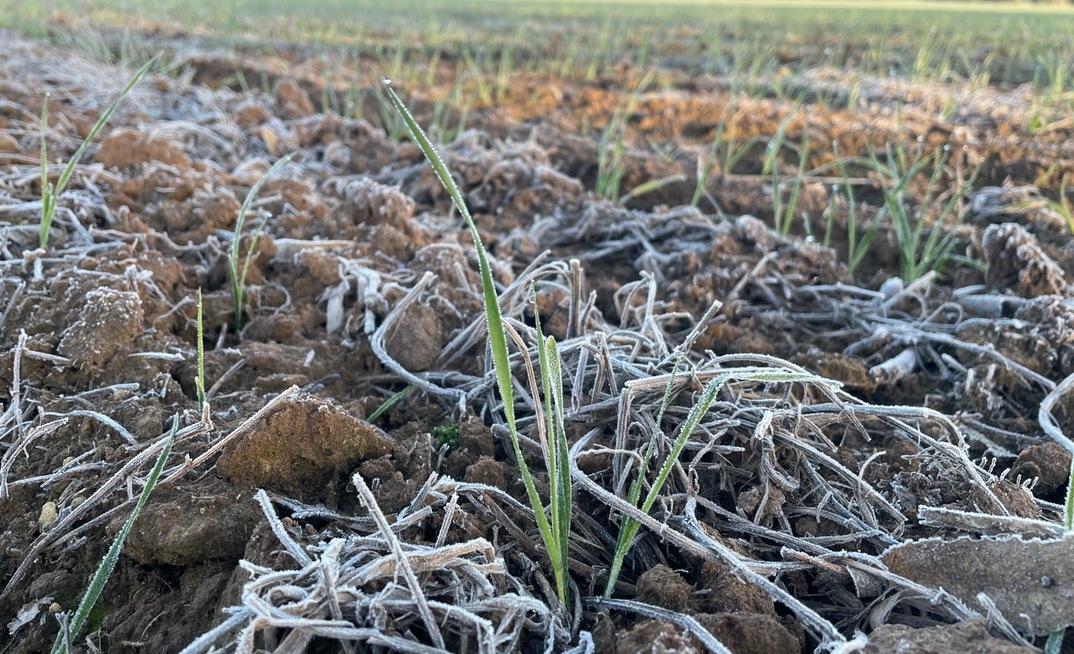 Frost damage and a dry start to spring across many regions has caused uncertainty about yields and grain quality. Credit: Mark Saunders.