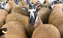 Pregnant ewes stolen from farm during height of lambing season