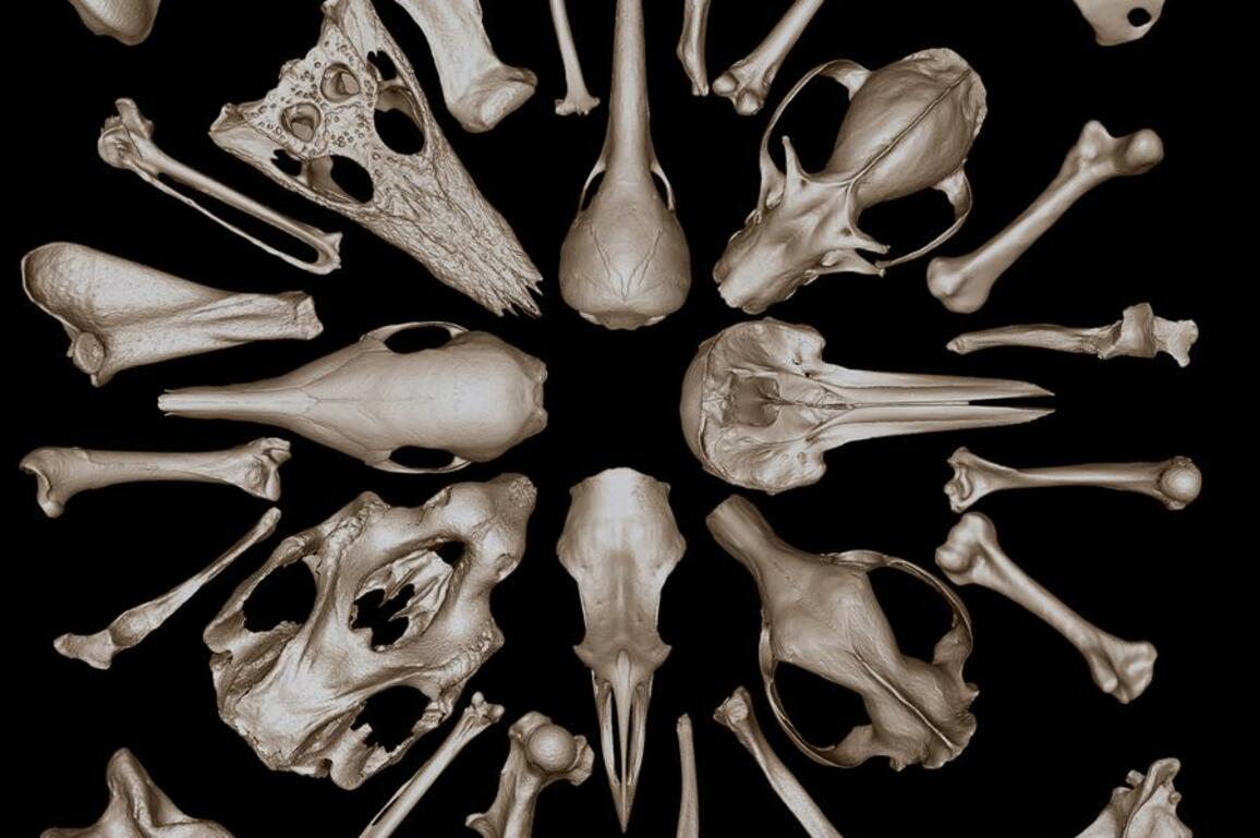 Australia launches world-first 3D animal bone database
