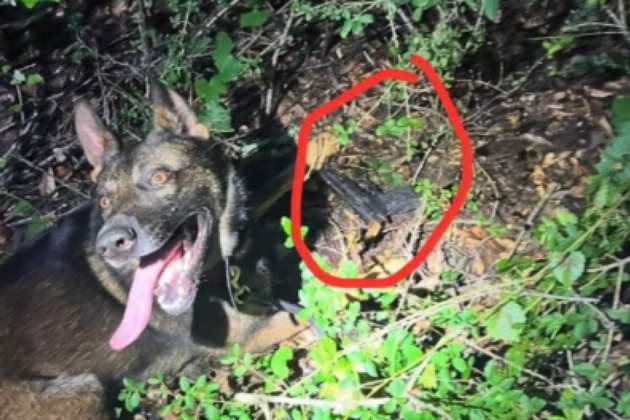 Video shows Slidell Police K-9 finding gun used to fire at officers