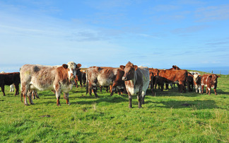 Scotland BSE status recognised as negligible risk