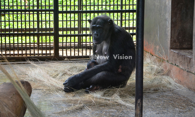 Efforts to find a baby chimp's father at Ngamba Efforts to find a baby chimp's father at Ngamba