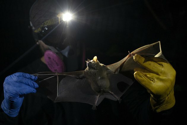Climate change may cause future pandemics study
