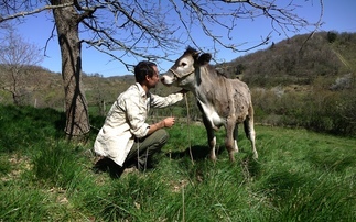 British farmer forced to launch crowdfunder in bid to feed cattle