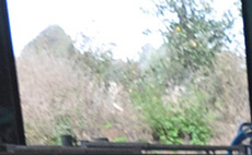 Boosting calf health: The powerful impact of dam vaccination on dairy farm's calves