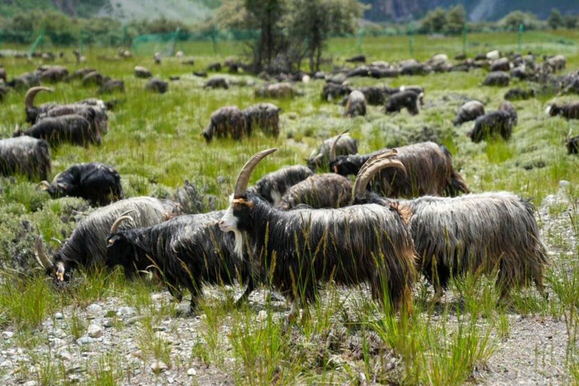 Specialty plateau industries thrive in Xizang's booming economy