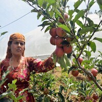Himachal's Apple growers plan mass agitation against zero-tariff US apple imports, seek state support