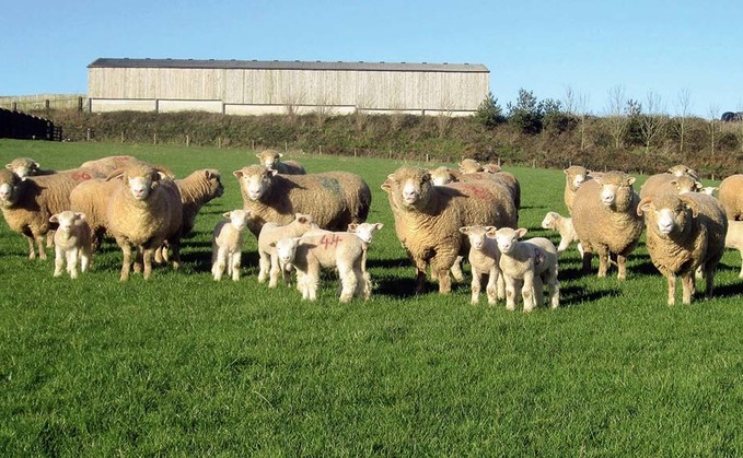 Police said around 40 Dorset horn lambs were stolen from a farm on Blackdown