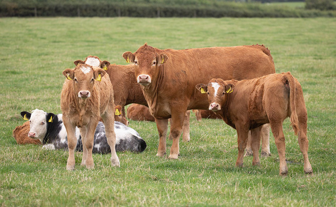 UK beef profitability among lowest in the world