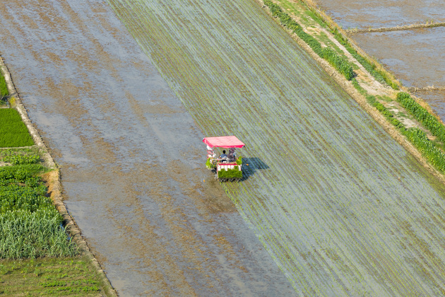 #CHINA-PADDY FIELDS-FARMING (CN)