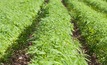WA hemp producers boosted by law amendments