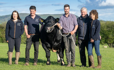More to the Almeley Blues herd than their colour  