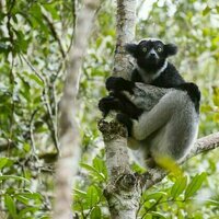 Madagascar's lemurs live with the threat of cyclones - has this shaped their behaviour?