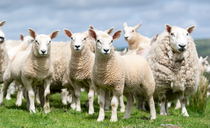 Easter boost as sheep prices remain high at auction marts