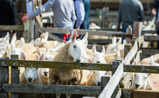 Livestock sales cancelled as UK extreme heat warning issued