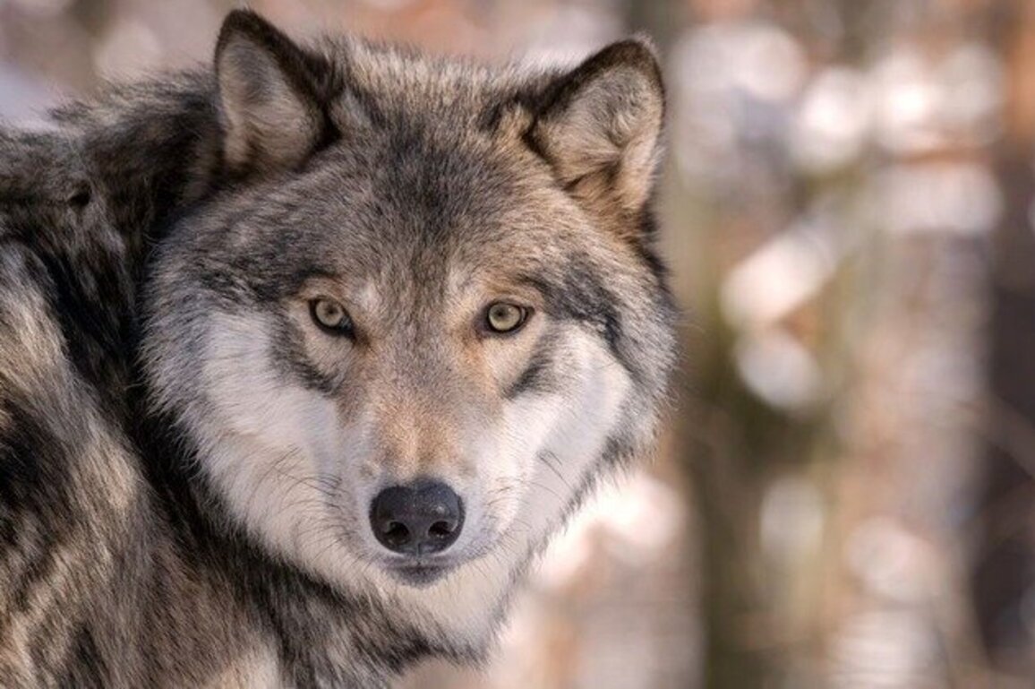 Arizona releases gray wolves into Mexico after 50-year effort