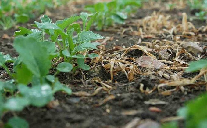 Autumn OSR agronomy 'like managing two different crops' following widely varying drilling dates
