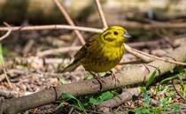 Northamptonshire sees recovery in Red List birds during bird count
