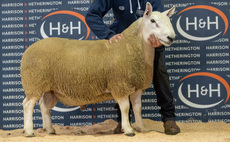  Auction mart sales round up: Lanark, Lockerbie, Melton Mowbray, Bentham and Skipton