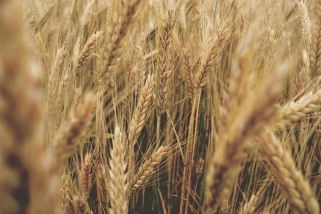 Rabi crop prospects good on excess rainfall post monsoon: Report