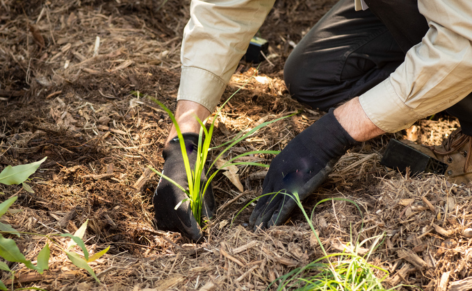 Tree planting was one of 11 environmental actions measured within a new study into the climate psychology of making change happen at both personal and policy levels | Credit: iStock