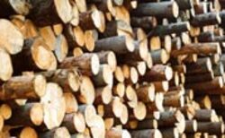 Illegal timber trade hits record high