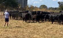 MLA reveals how the fuel crisis is impacting the red meat industry.