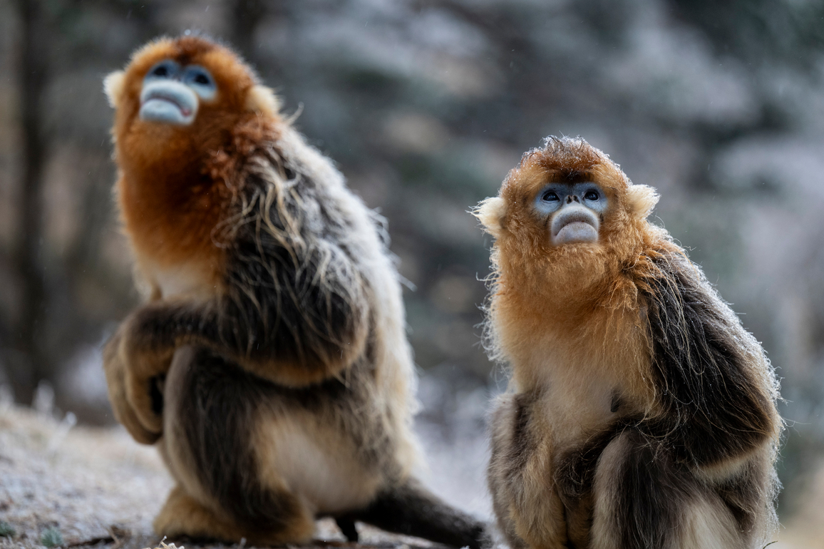 CHINA-HUBEI-SHENNONGJIA-GOLDEN SNUB-NOSED-MONKEYS (CN)