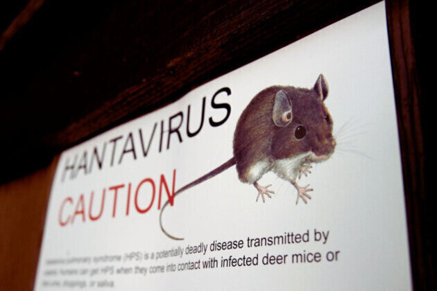 WHO Reports Suspected Hantavirus Outbreak on Cruise Ship, 3 Dead