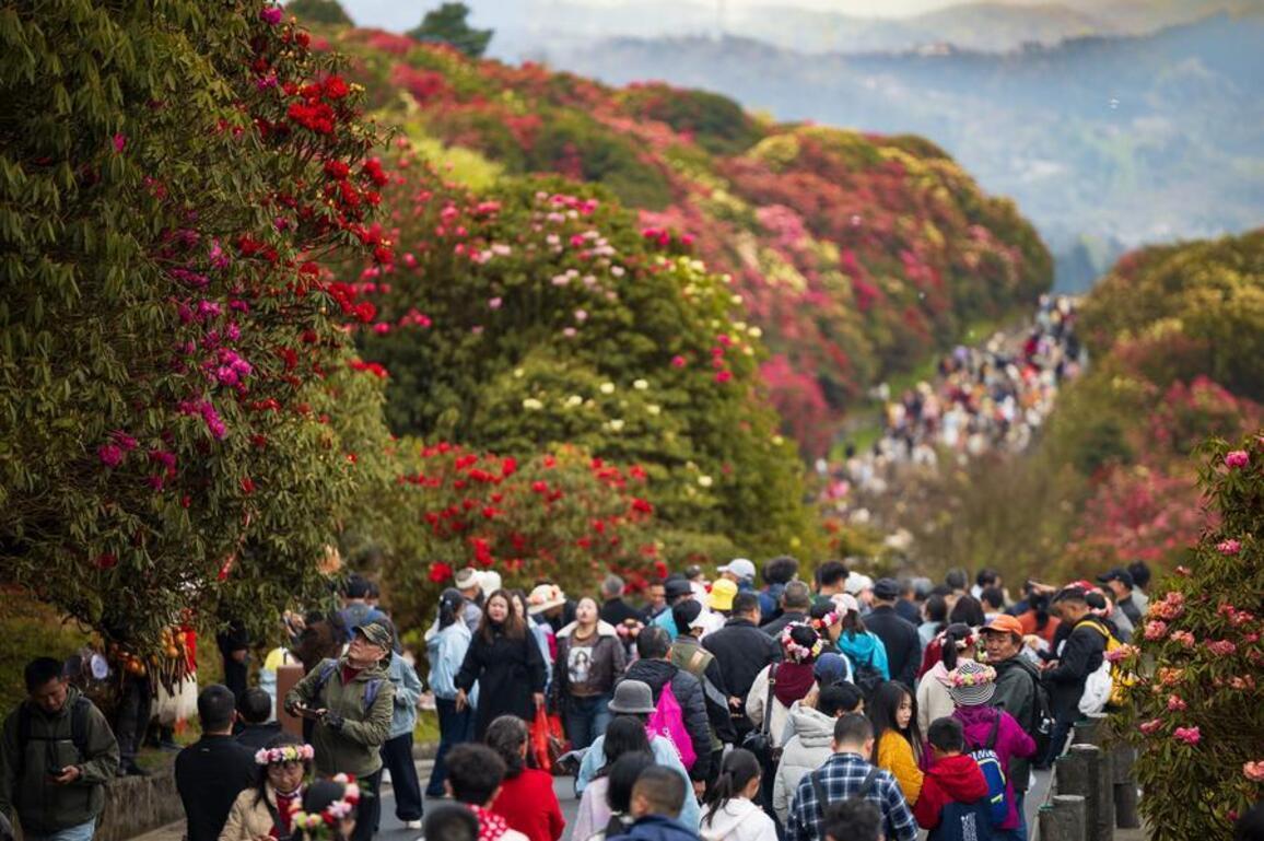 Blooming azaleas boost tourism, industrial growth in SW China