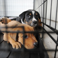 Immigration raids leave LA shelters with a surge in abandoned pets