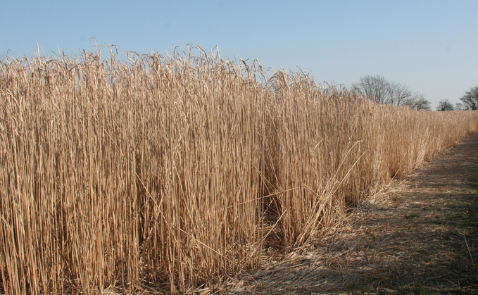 A new report says miscanthus provides soil stability and a crop yield not affected by excess water