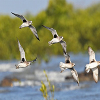 Gujarat: Khijadiya Bird Sanctuary welcomes over 52,000 visitors as biodiversity flourishes