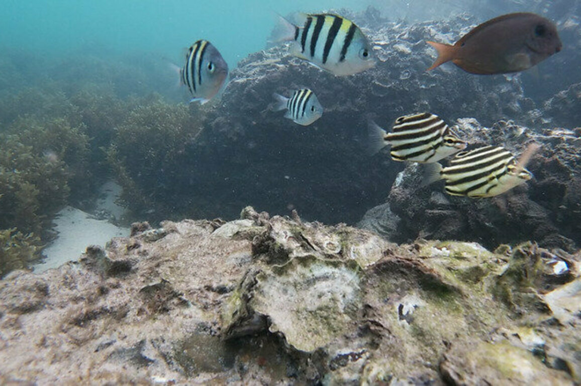 As oceans warm, tropical fish are moving south. New friendships may be helping them survive
