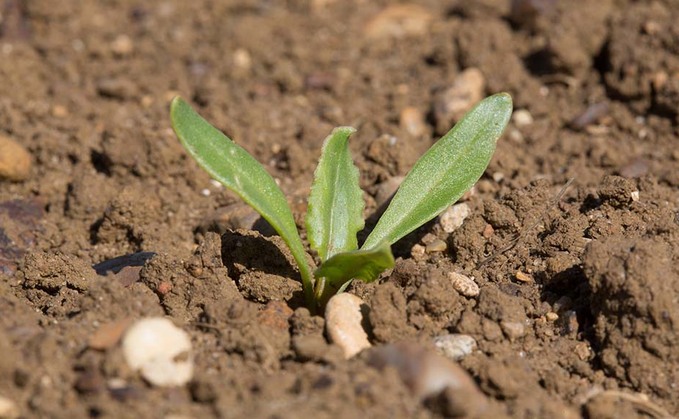 Two sugar beet varieties added to 2024 RL