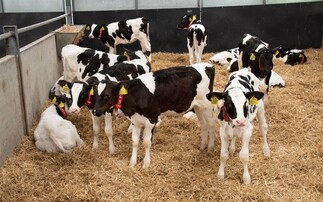 Improve calf health and hygiene for the win