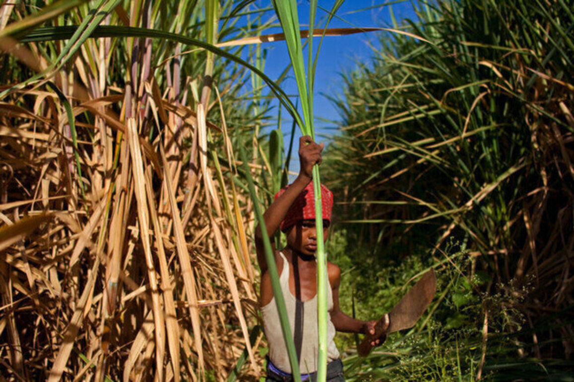 India bans sugar exports until September