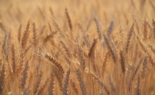 The band of possible yields ranged from 2.1t/ha to 3.2/ha. 