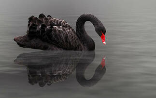 Four potential 'black swans' for 2025