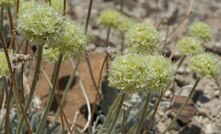  Eriogonum tiehmii, Silver Peak Range