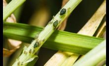 Versys insecticide can control oat aphids and other aphid species in broadacre crops. Image courtesy BASF.